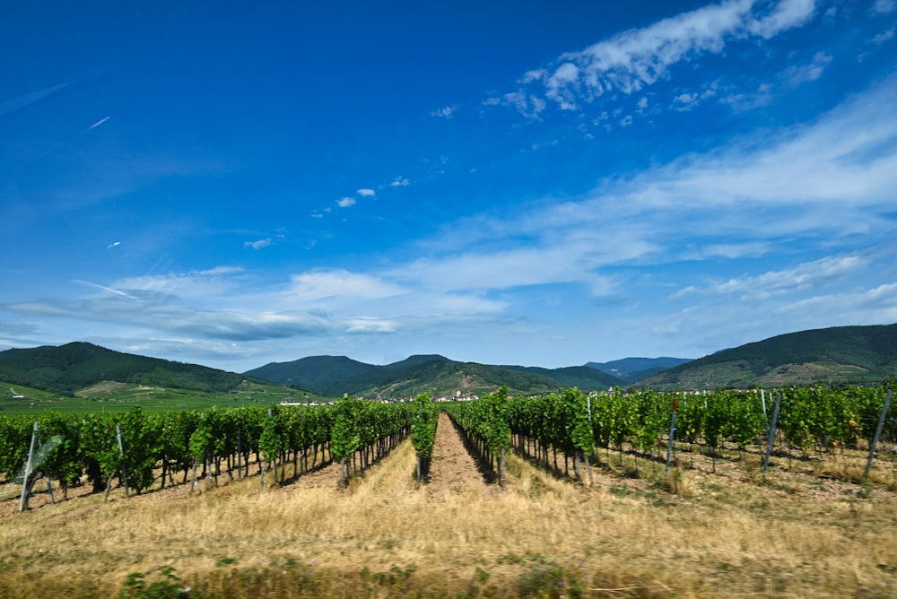 a field of grass with mountains in the background