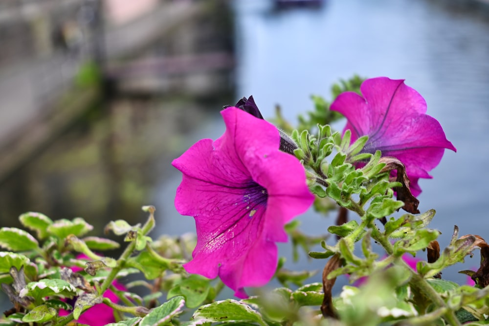 a pink flower is in the foreground of a body of water