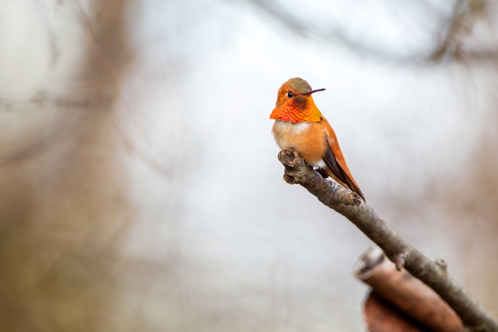 a small orange bird perched on a tree branch
