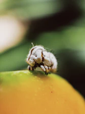 Close-up of Spalangia endius wasp on livestock bedding, illustrating natural pest control.