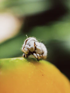 Close-up of Spalangia endius wasp on livestock bedding, illustrating natural pest control.