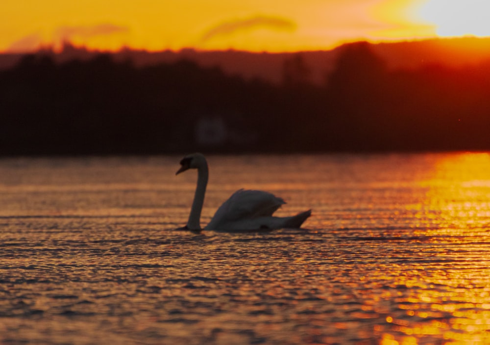 a swan is swimming in the water at sunset