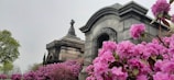 A well-maintained cemetery scene with large stone mausoleums in the background, surrounded by vibrant pink flowering bushes and lush green trees. The sky is overcast, providing a somber and serene atmosphere.