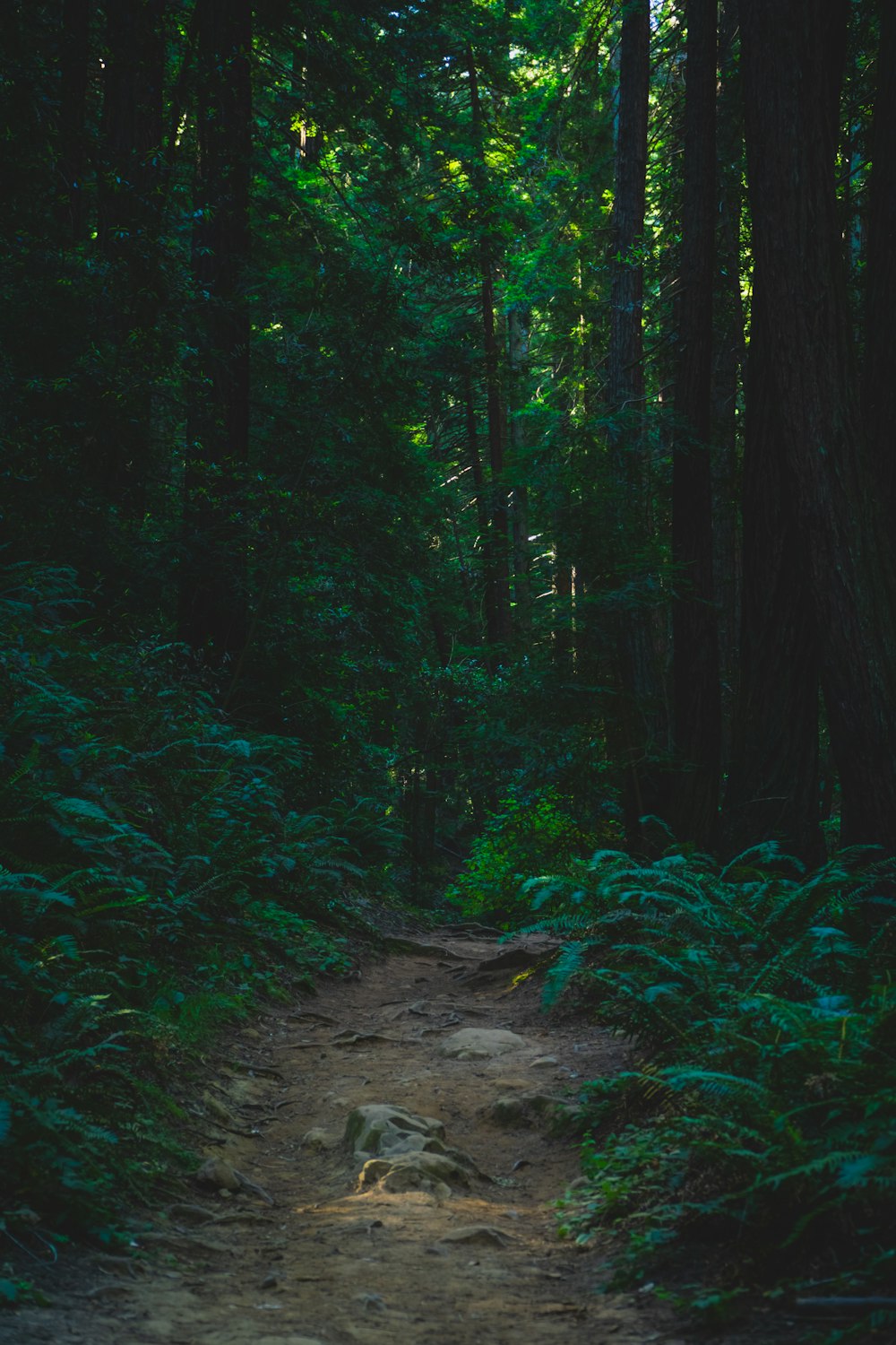 a dirt path in the middle of a forest