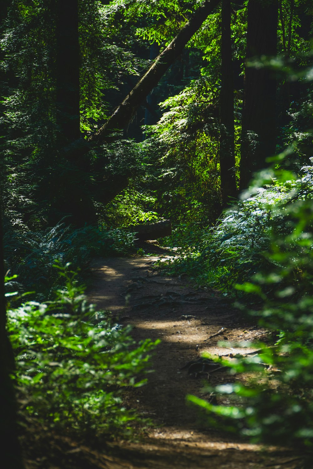 a path in the middle of a forest with lots of trees