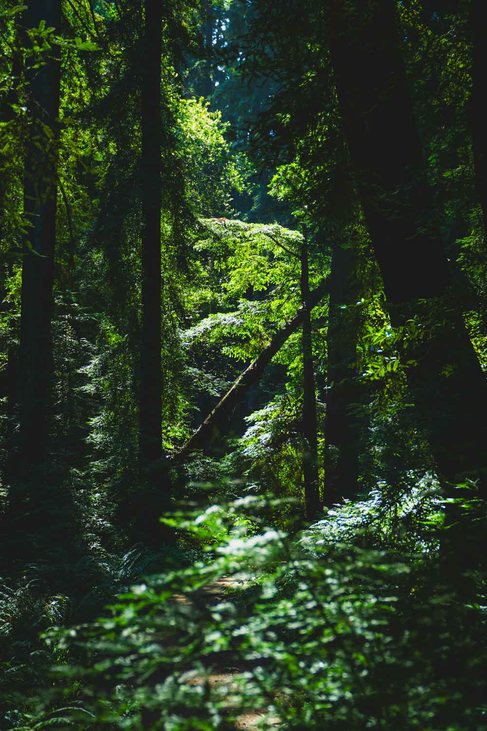 a path in the middle of a forest with lots of trees