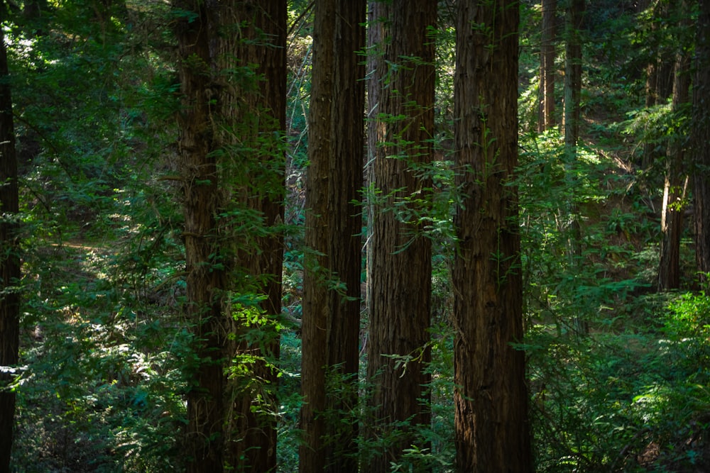 a forest filled with lots of tall trees