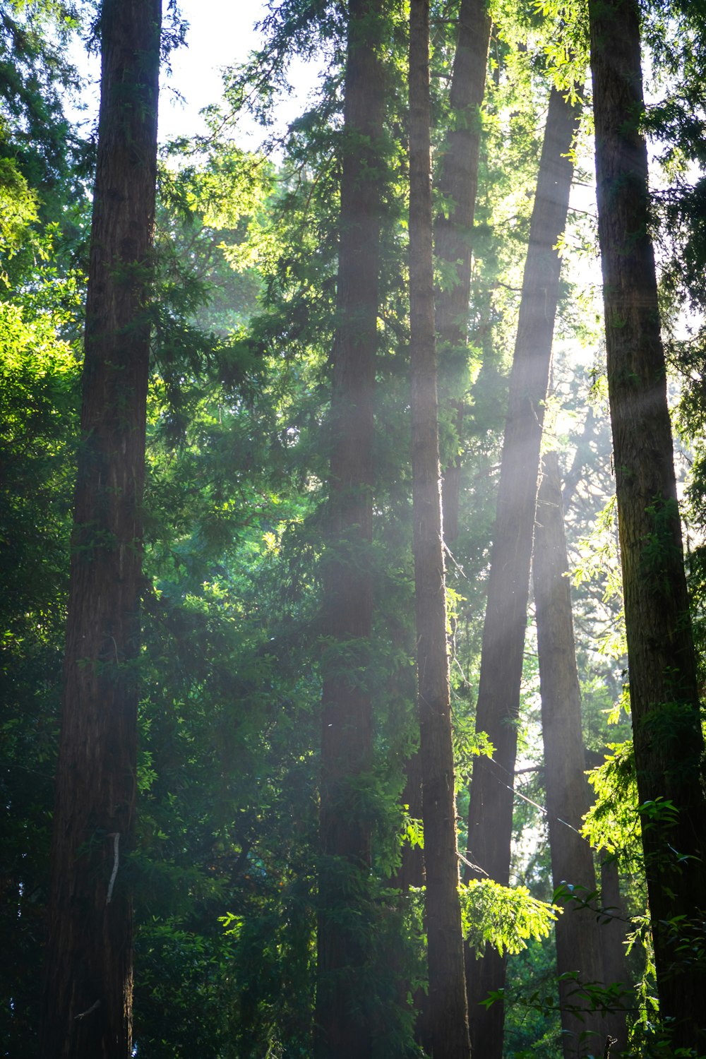 the sun shines through the trees in the forest