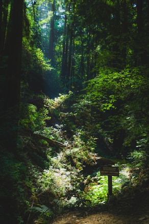 Sunlight filters through a dense canopy of tall trees in a lush, green forest. A sign in the foreground reads 'Restoration in Progress, Do Not Disturb,' warning visitors to maintain the natural setting. The ground is covered in various ferns and underbrush, adding to the verdant atmosphere.
