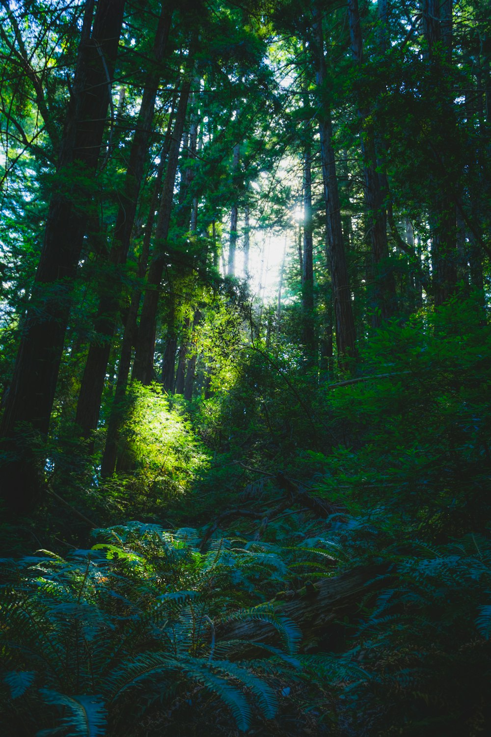 a path in the middle of a forest surrounded by tall trees