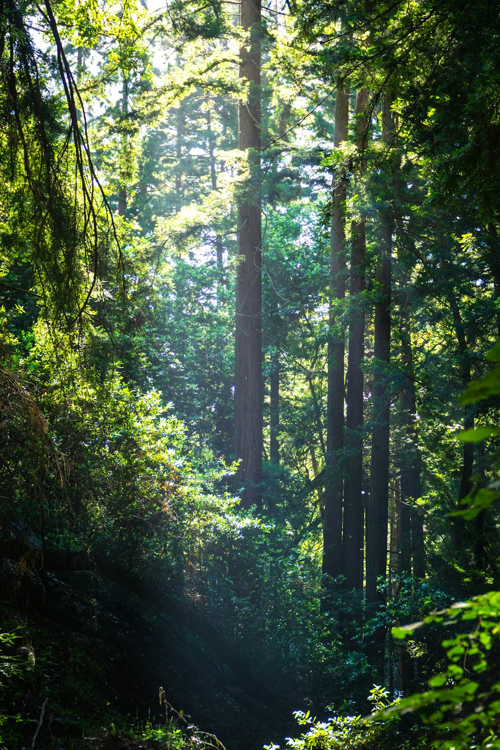 a forest filled with lots of tall trees