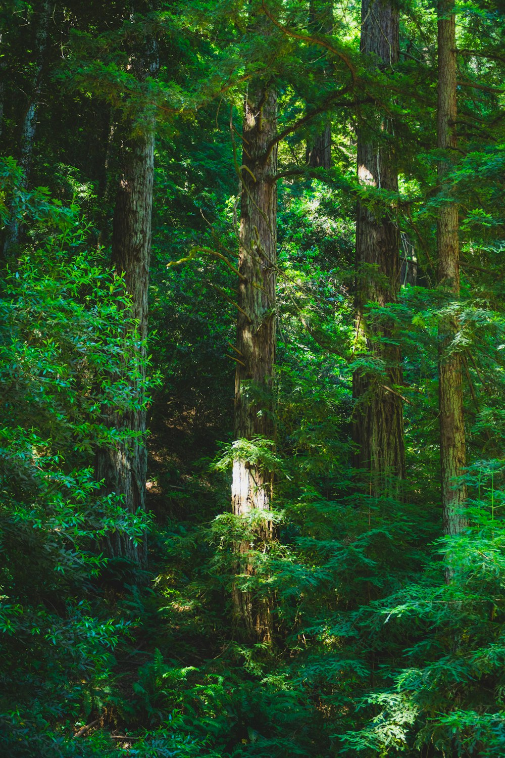 a lush green forest filled with lots of trees