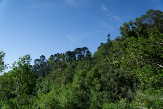 A lush forest with diverse trees and plants, showcasing vibrant greenery and a clear blue sky.