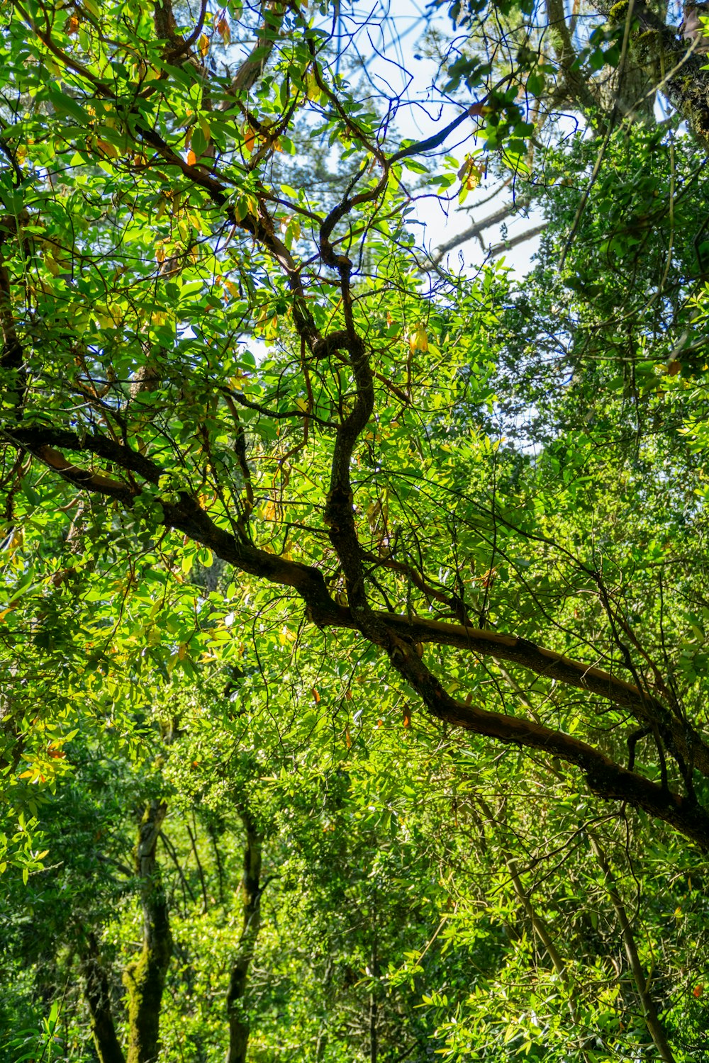 a lush green forest filled with lots of trees