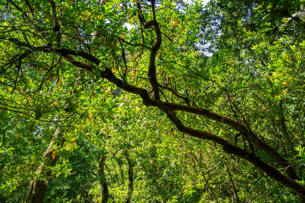 Un exuberante bosque verde lleno de muchos árboles