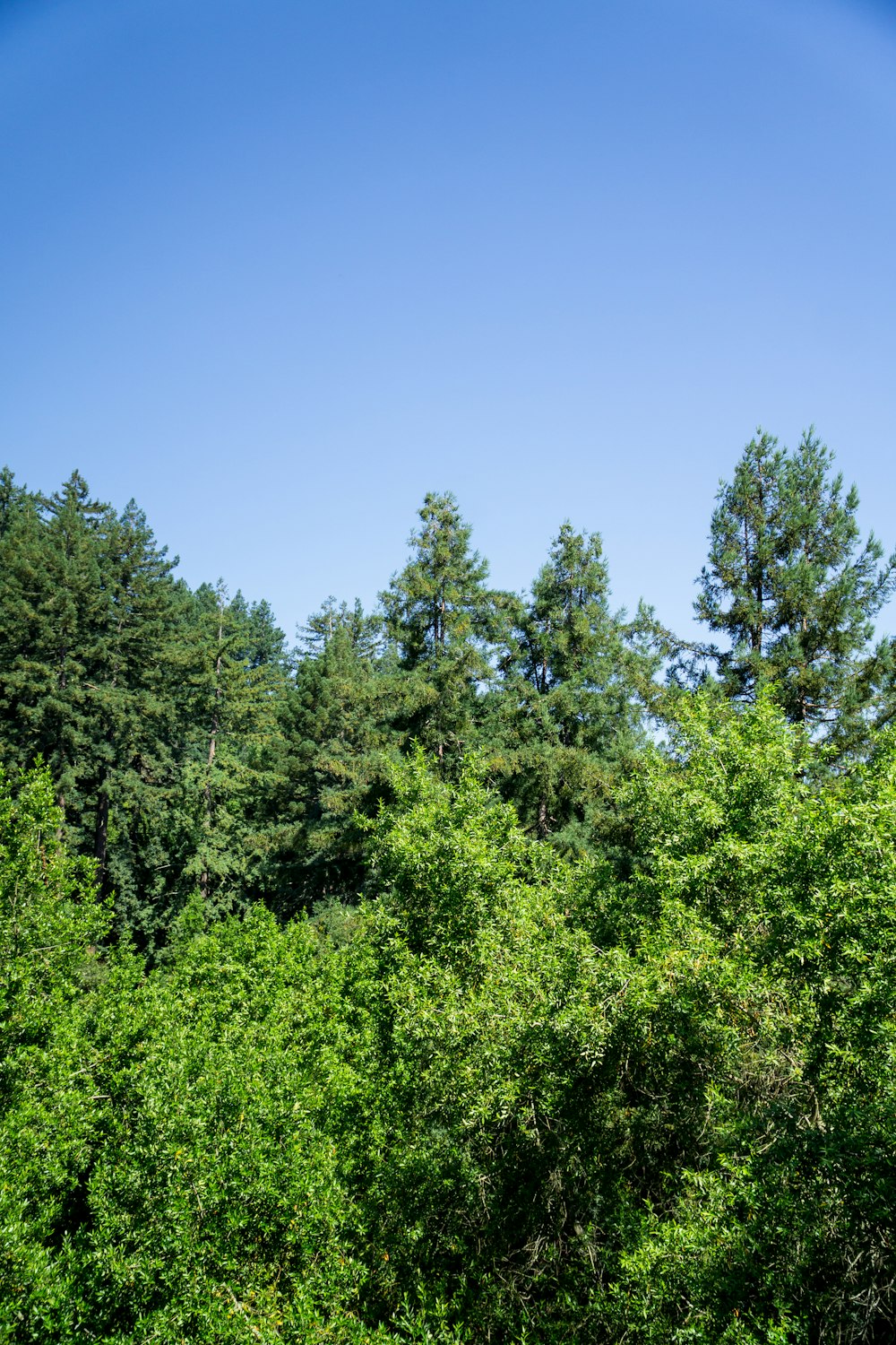 a group of trees that are next to each other