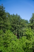 A dense forest with tall green coniferous trees under a clear blue sky. The lush greenery seems vibrant and fresh, indicating a healthy natural environment.
