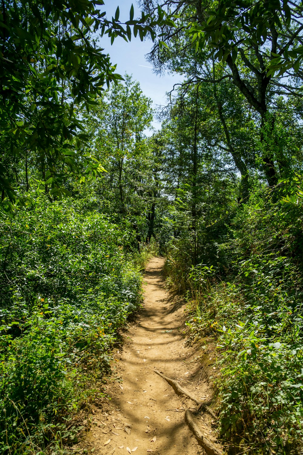 a dirt path in the middle of a forest