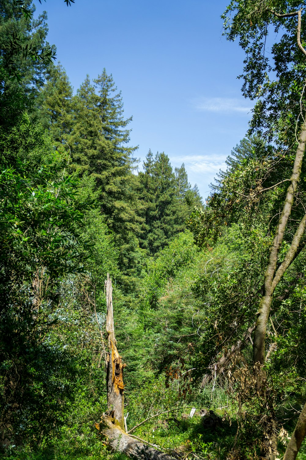 a fallen tree in the middle of a forest