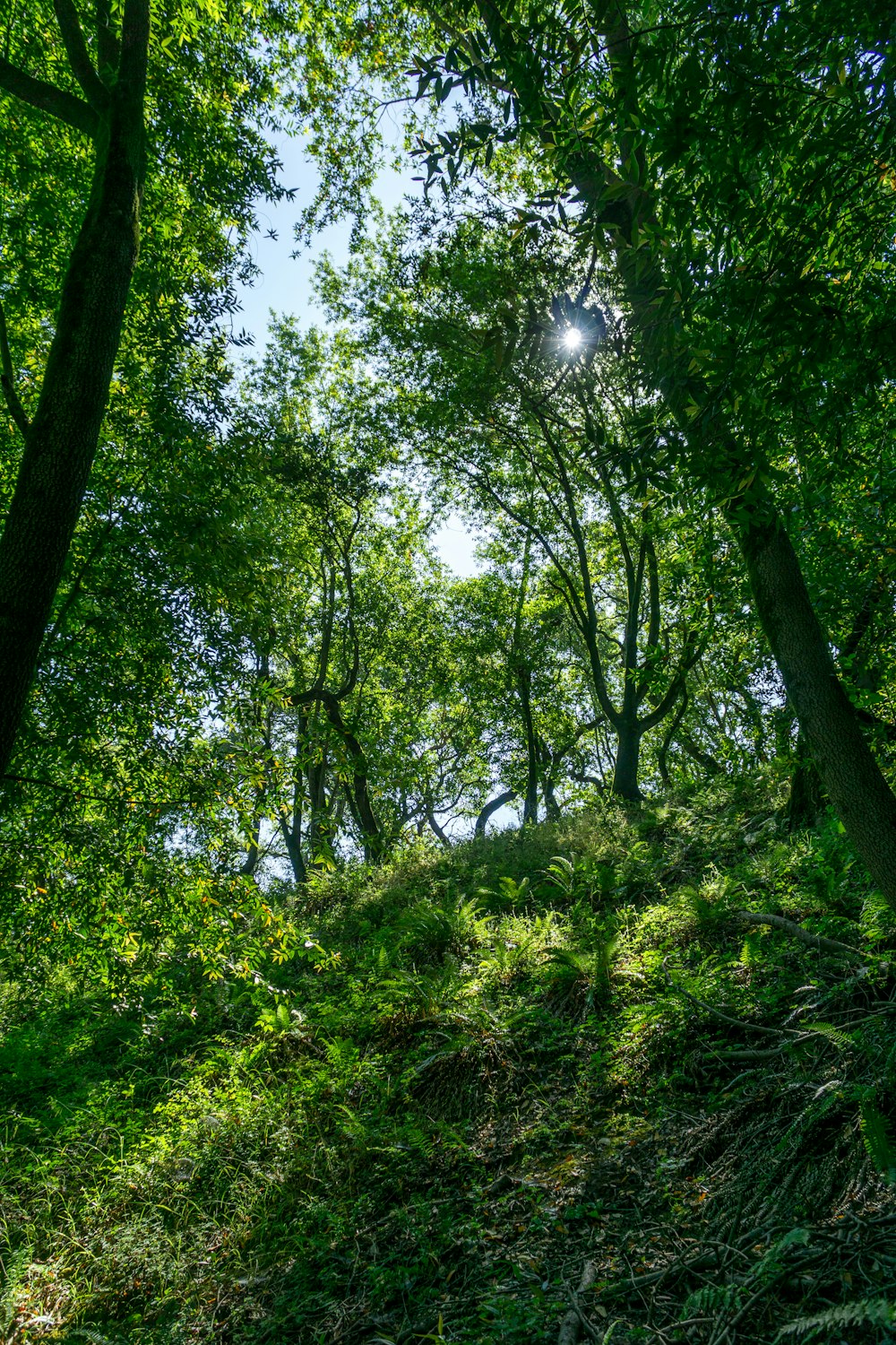 the sun shines through the trees in the forest