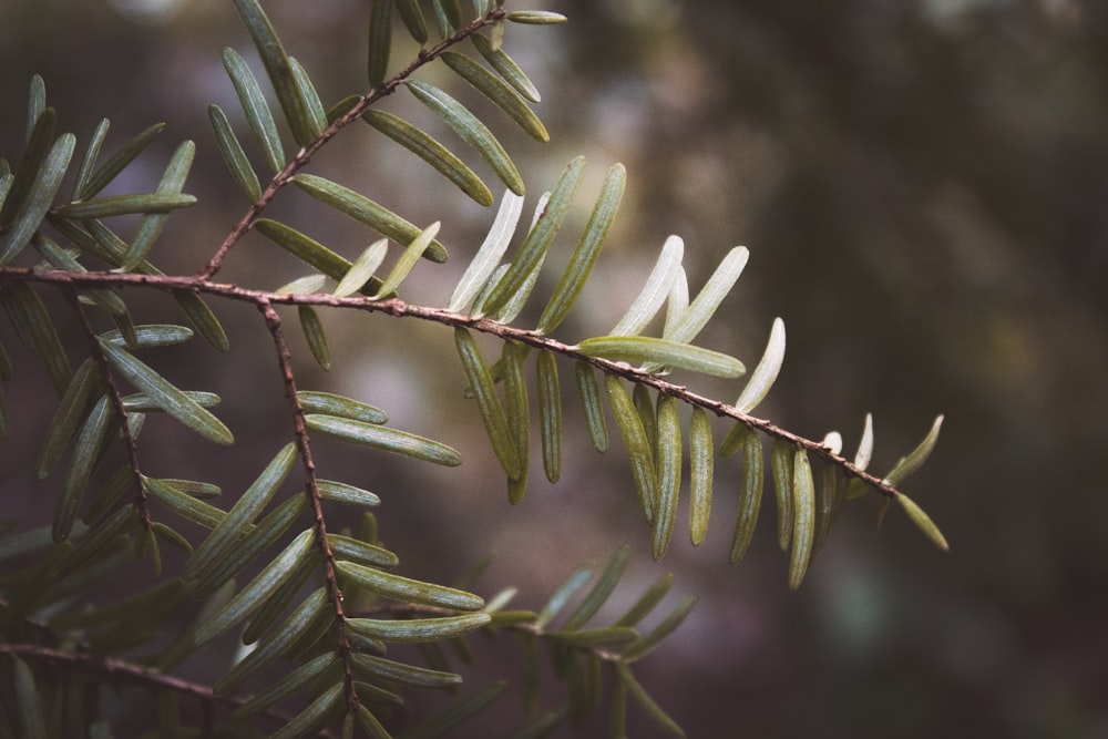 a close up of a branch of a tree