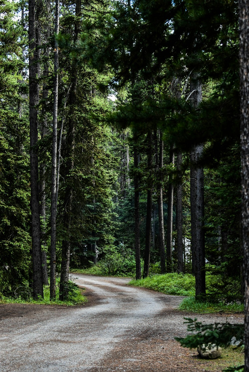 a dirt road in the middle of a forest