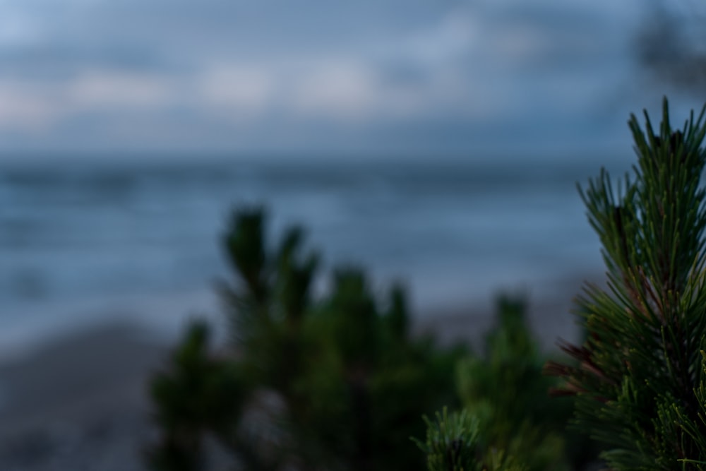 a blurry photo of a pine tree next to the ocean