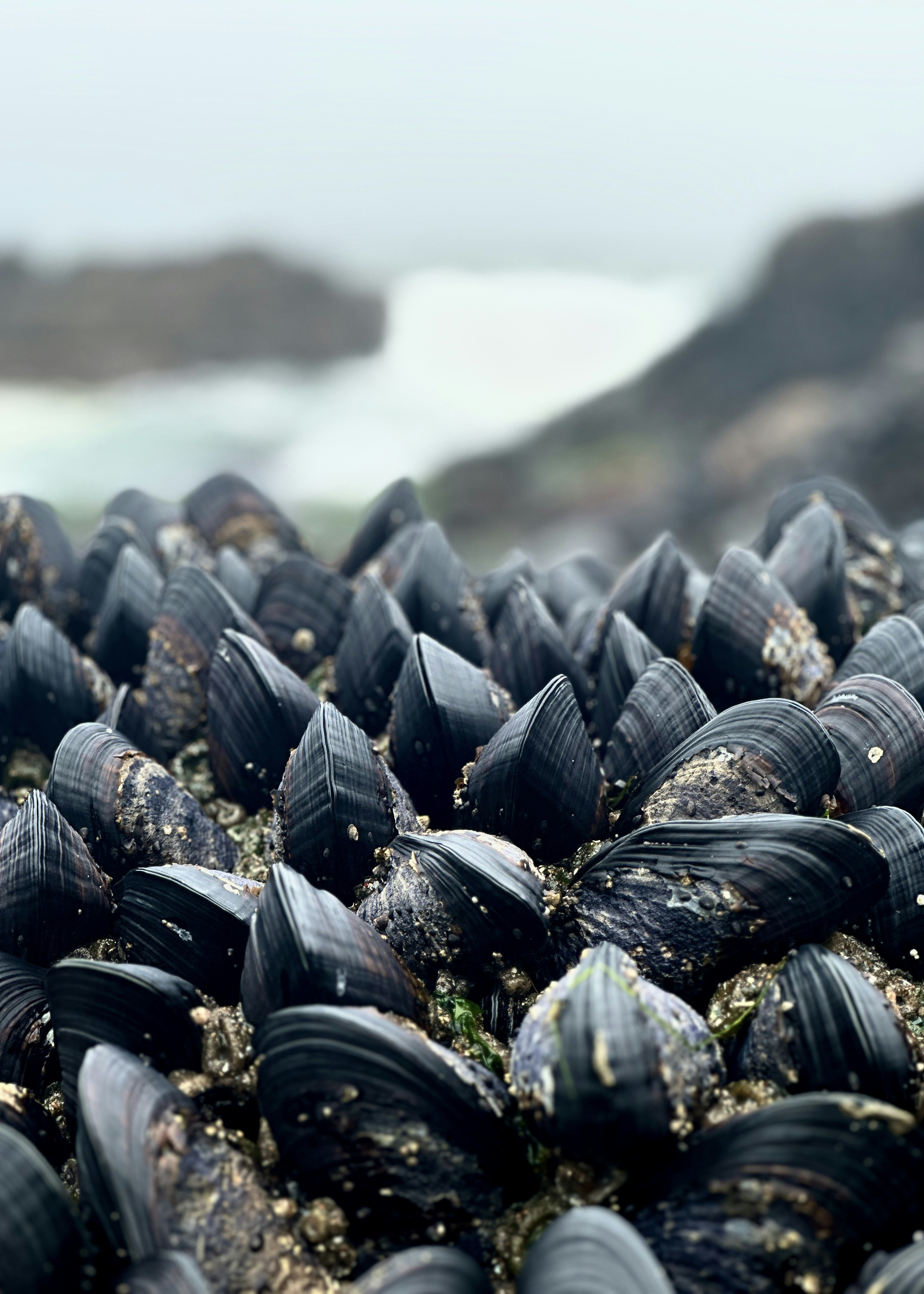 a bunch of mussels that are on the ground