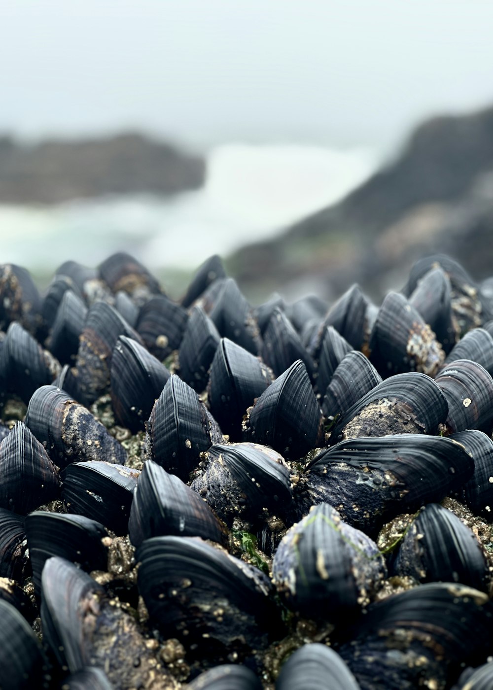 a bunch of mussels that are on the ground