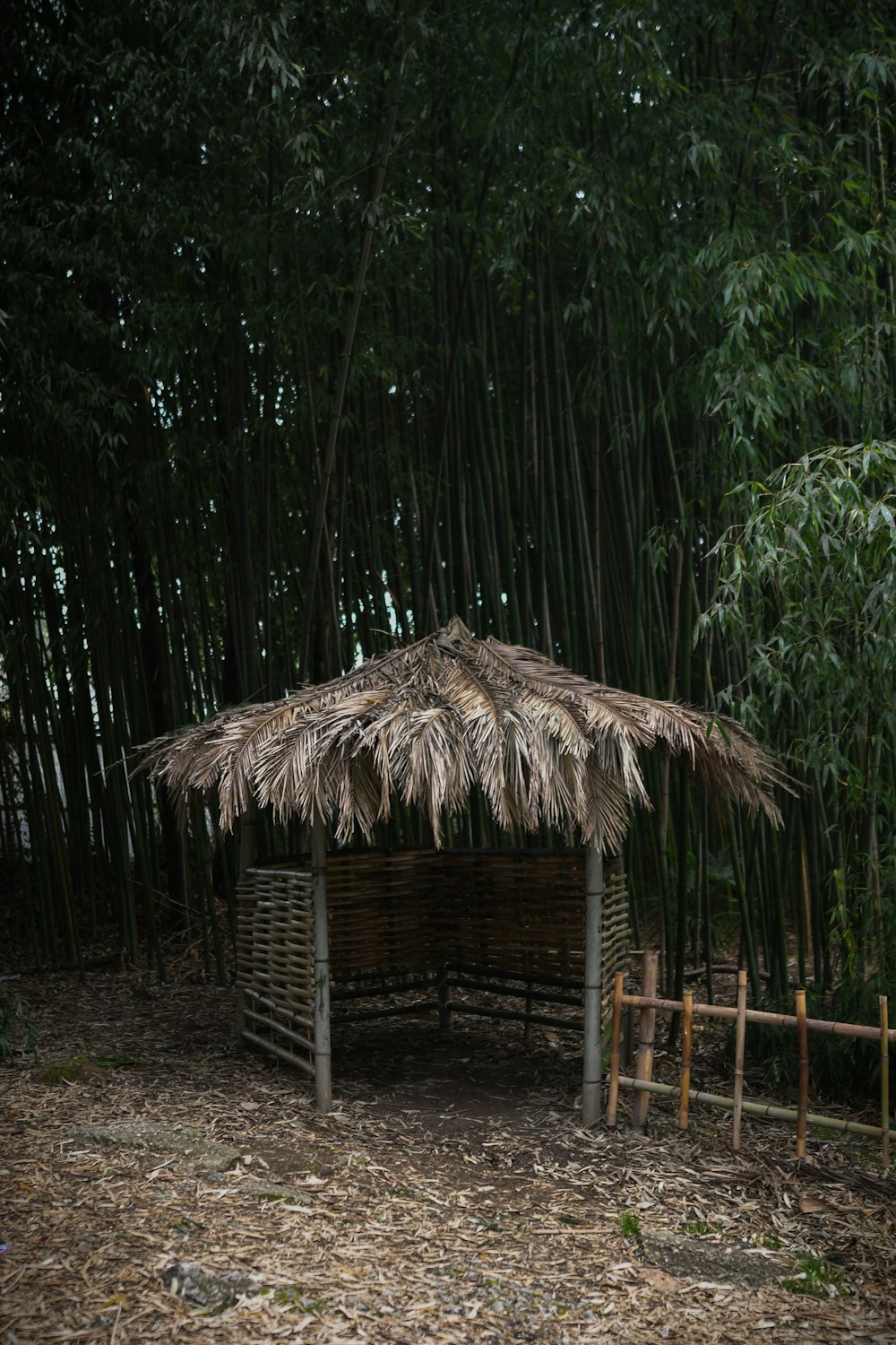 a hut with a thatched roof in a bamboo forest