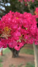 Close-up of white crepe myrtle blossoms against a soft blue-green background.