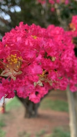 Close-up of white crepe myrtle blossoms against a soft blue-green background.