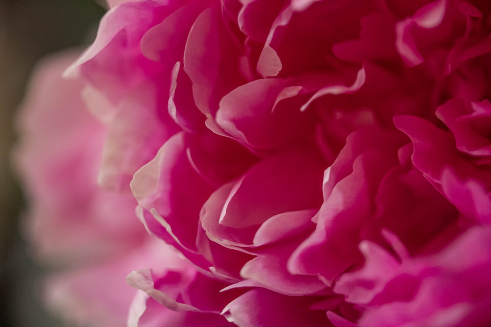 a close up of a large pink flower