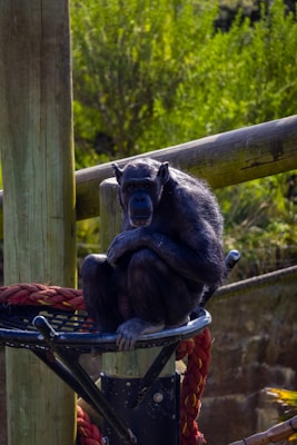 A chimpanzee is sitting on a steel platform, which is part of a structure made with wooden poles and thick red ropes. The background consists of lush green foliage and some blurred trees.