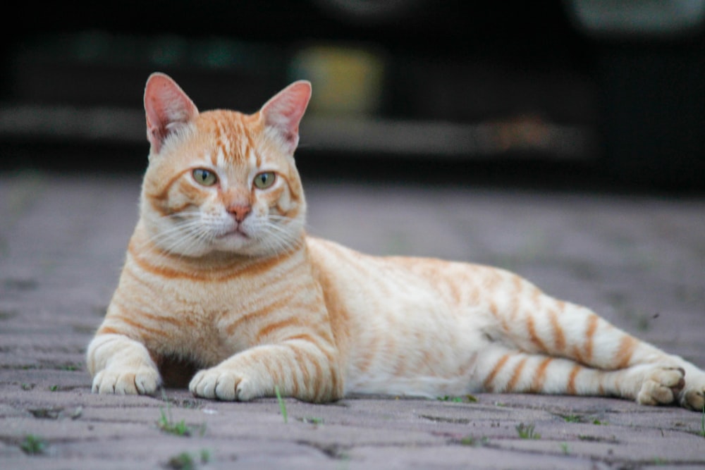 an orange and white cat laying on the ground