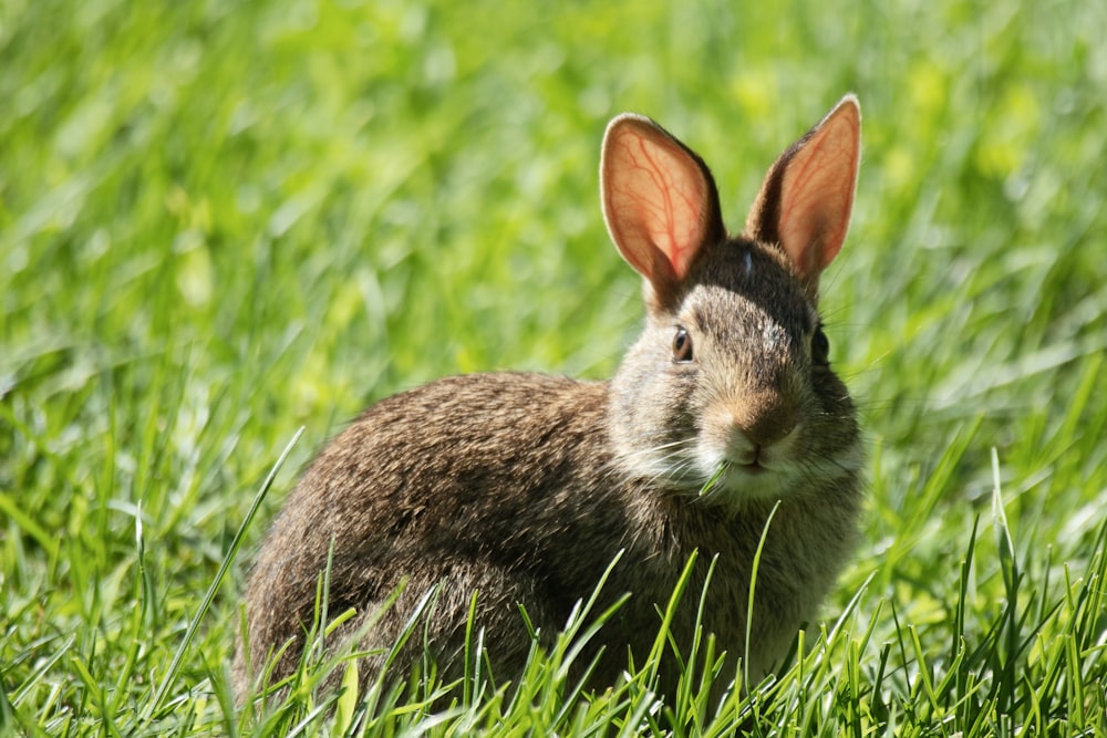 Un lapin est assis dans un champ d’herbe