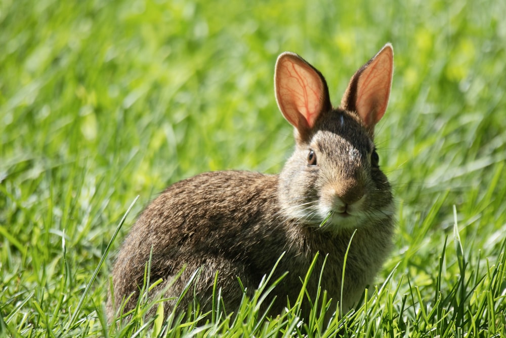 a rabbit is sitting in a field of grass