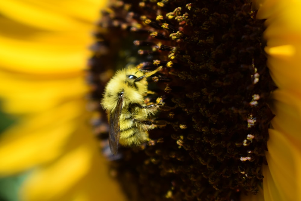 a close up of a bee on a sunflower