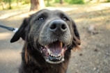 A close-up of a smiling dog with a wagging tail in a leafy neighborhood.