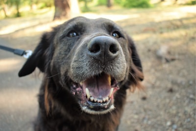 A close-up of a smiling dog with a wagging tail in a leafy neighborhood.