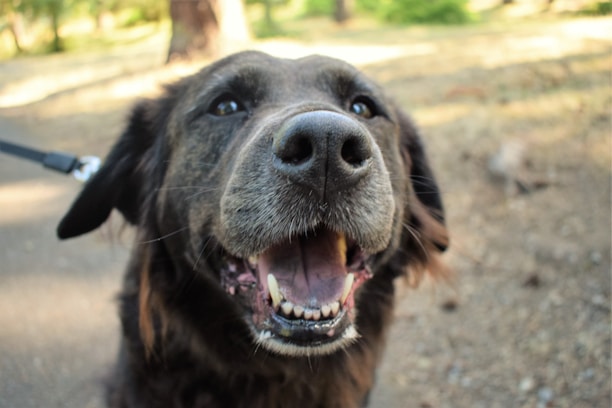 Close-up of a smiling dog owner gently brushing their dog’s teeth with vet-approved toothpaste.