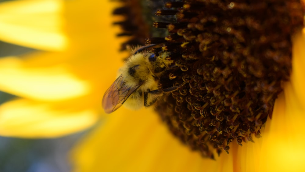 Un primer plano de una abeja en un girasol