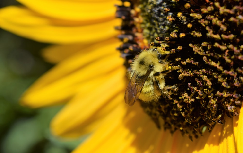 Un primer plano de una abeja en un girasol