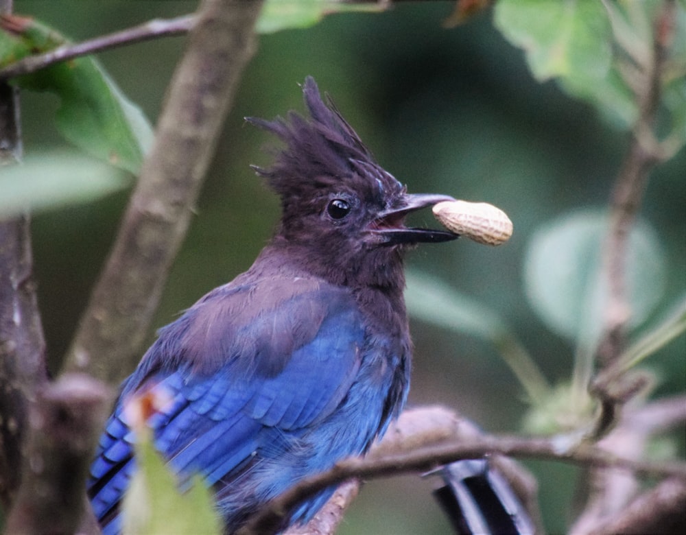 a blue bird with a piece of food in its beak