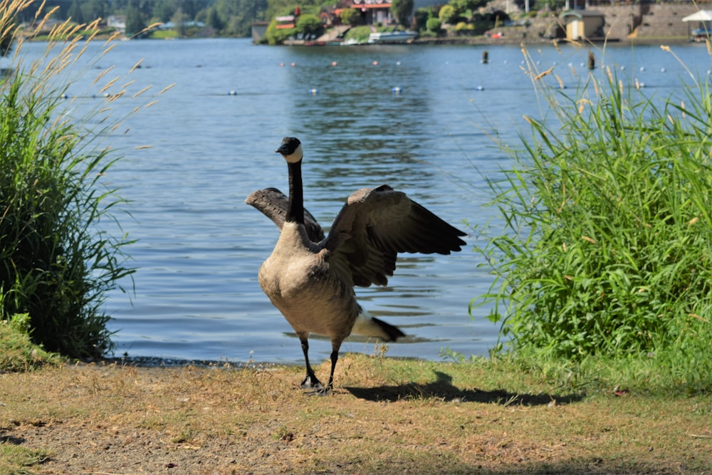 a goose standing on the shore of a lake