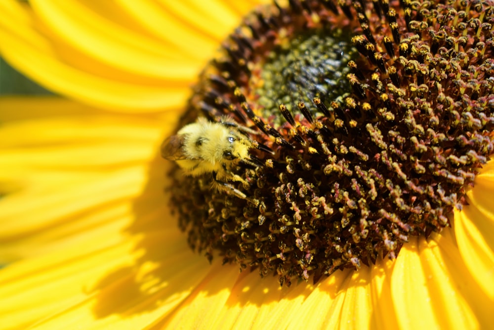 un gros plan d’un tournesol avec une abeille dessus
