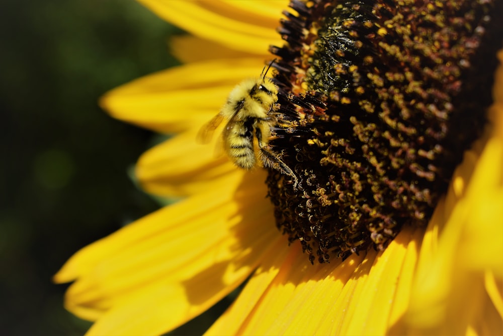Un primer plano de una abeja en un girasol