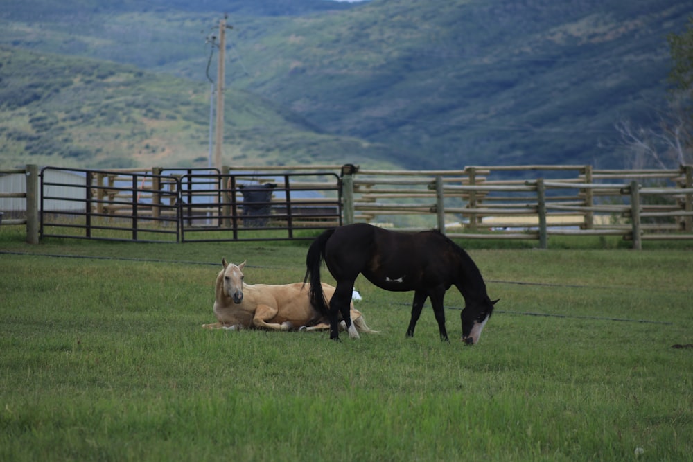 a couple of horses that are standing in the grass