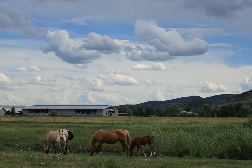 a group of horses grazing in a field