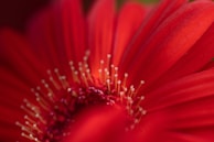 A close-up of a local flower, showcasing the intricate details of nature.